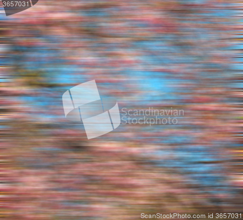Image of in london park the pink tree and blossom flowers natural