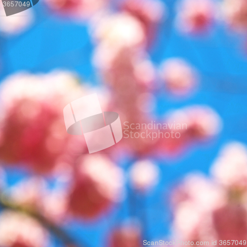 Image of in london   park the white   tree and blossom flowers natural