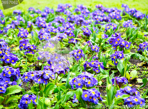 Image of purple in   flower field nature and spring
