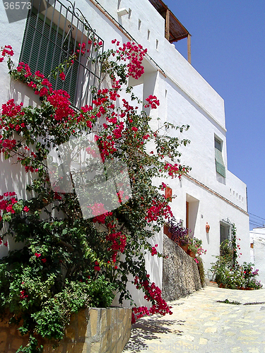 Image of House and Roses