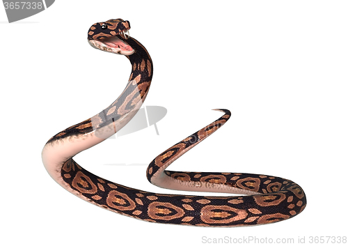 Image of Ball Python on White