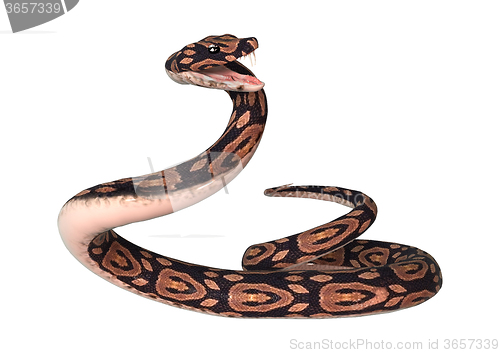 Image of Ball Python on White