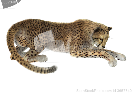 Image of Big Cat Cheetah