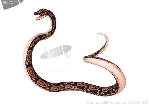 Image of Ball Python on White