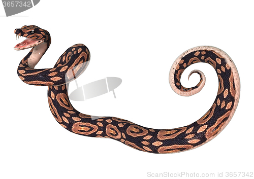 Image of Ball Python on White