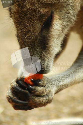 Image of eating kangaroo