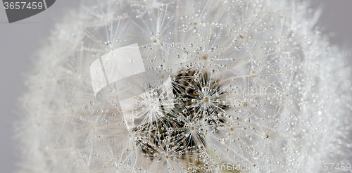 Image of Dandelion with water drops (abstract backdrop)