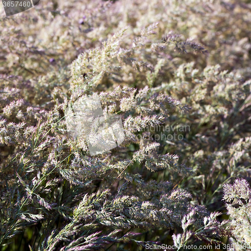 Image of Flowering grass in summer