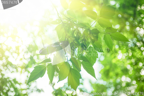 Image of Green leaves background