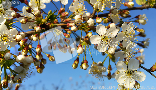 Image of Branch of a spring tree with beautiful white flowers