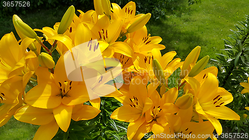 Image of Beautiful bright yellow lily