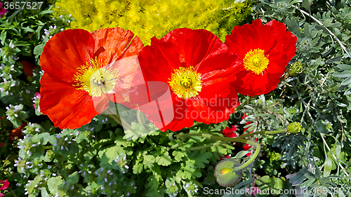 Image of Beautiful red blooming poppies