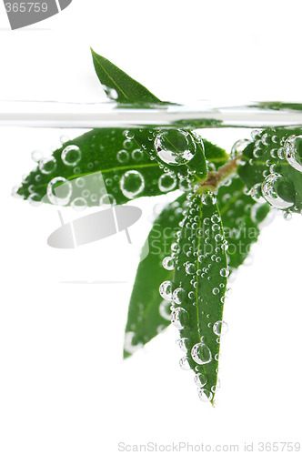 Image of Green leaves in water