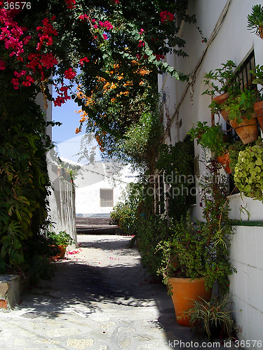 Image of Street and Flowerpots