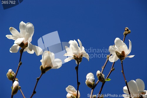 Image of Blooming magnolia