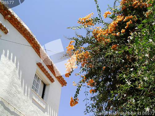 Image of House, Bloom and Sky