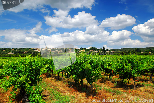 Image of Vineyard in french countryside