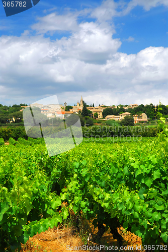 Image of Vineyard in french countryside