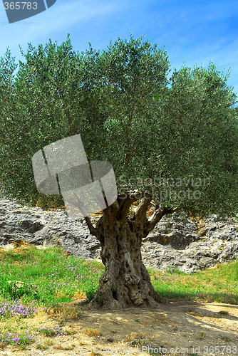 Image of Old olive tree