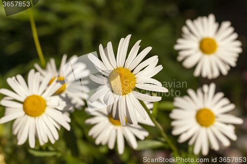 Image of white daisy. summer. 