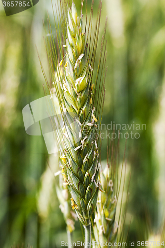 Image of immature cereals . wheat