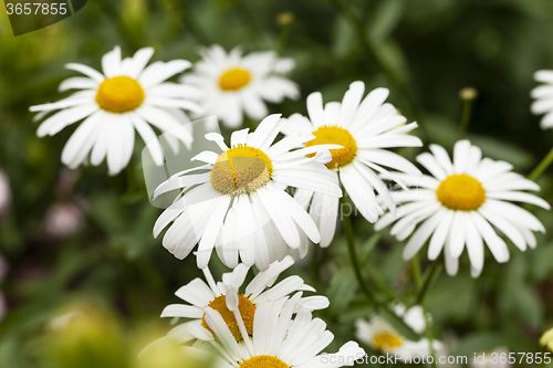 Image of white daisy . flowers.