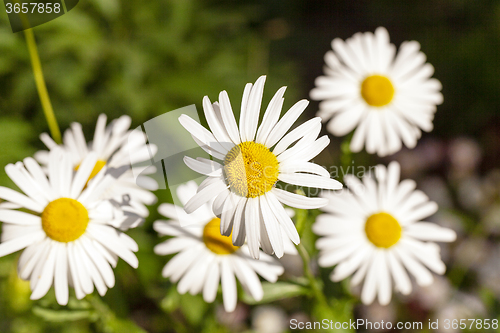 Image of white daisy . flowers.