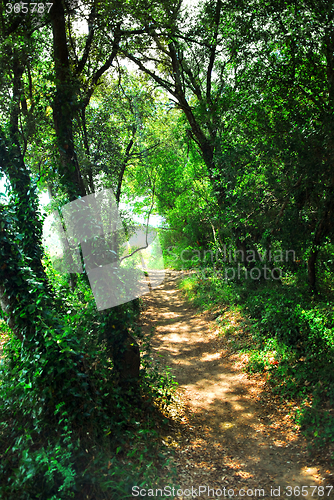 Image of Forest path