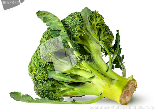 Image of Big broccoli florets with leaves