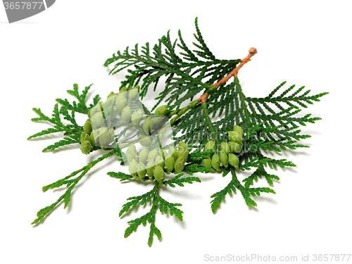 Image of Green twig of thuja with cones on white background