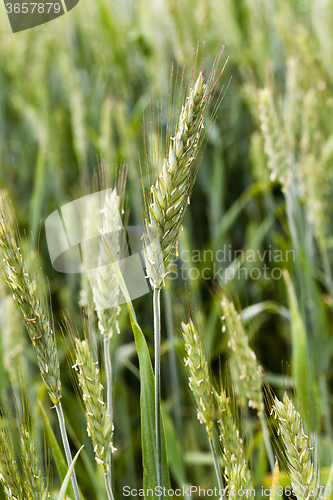 Image of green cereals . spring