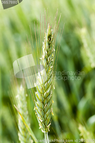 Image of green cereals . spring