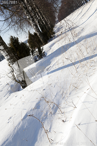 Image of trees in winter  