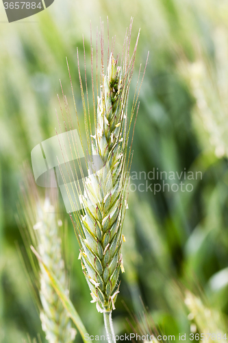 Image of blooming rye.  flowering