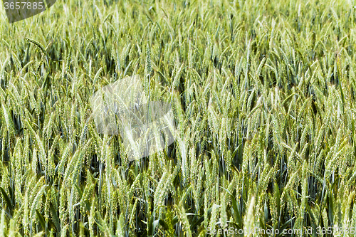 Image of green cereals . spring