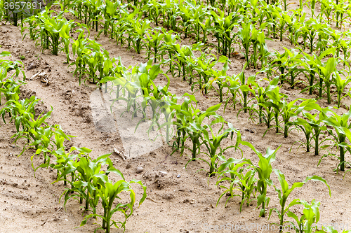 Image of corn plants  . spring