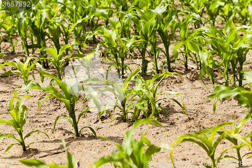 Image of corn plants  an agricultural field