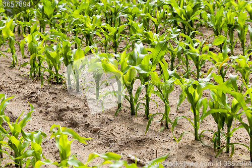 Image of   Agricultural field   . corn