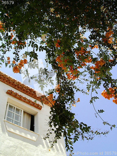 Image of House and Flowers