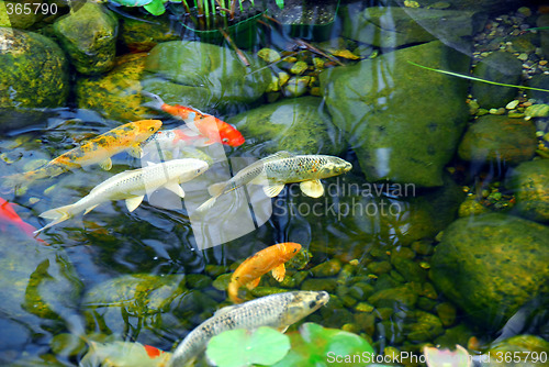 Image of Koi pond