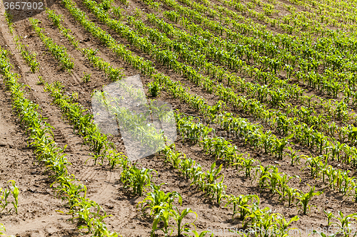 Image of corn plants  an agricultural field