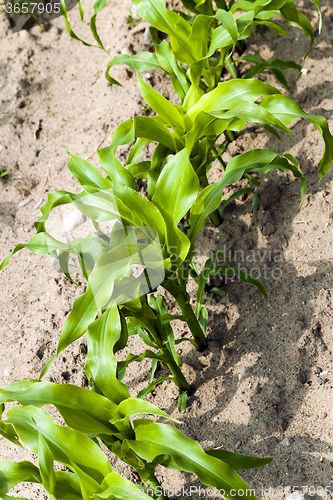 Image of   Agricultural field   . corn