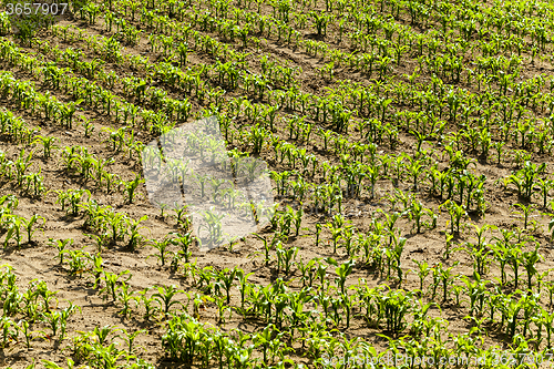 Image of corn plants  . spring