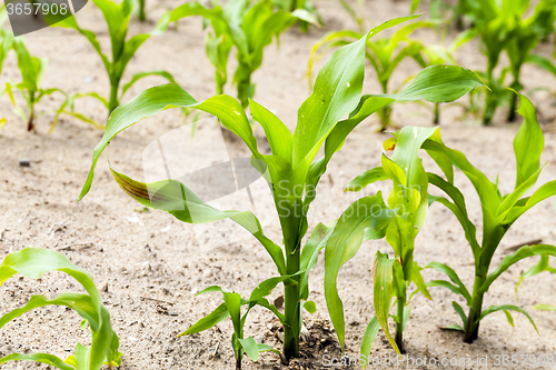 Image of corn plants  an agricultural field