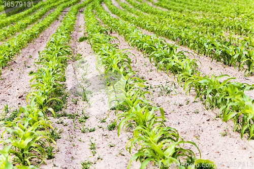 Image of corn plants  . spring