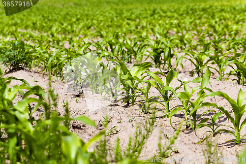 Image of corn plants  . spring