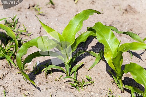 Image of corn plants  an agricultural field