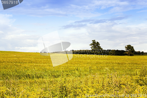 Image of blooming rape . spring