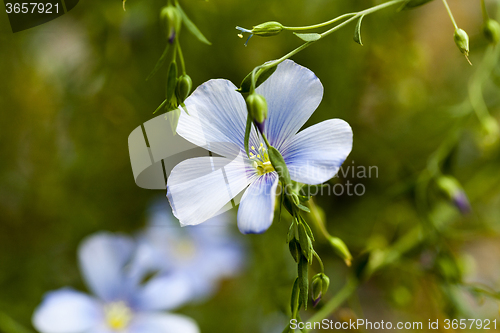 Image of Flower of flax  
