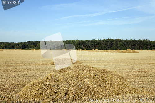 Image of agricultural field.  wheat